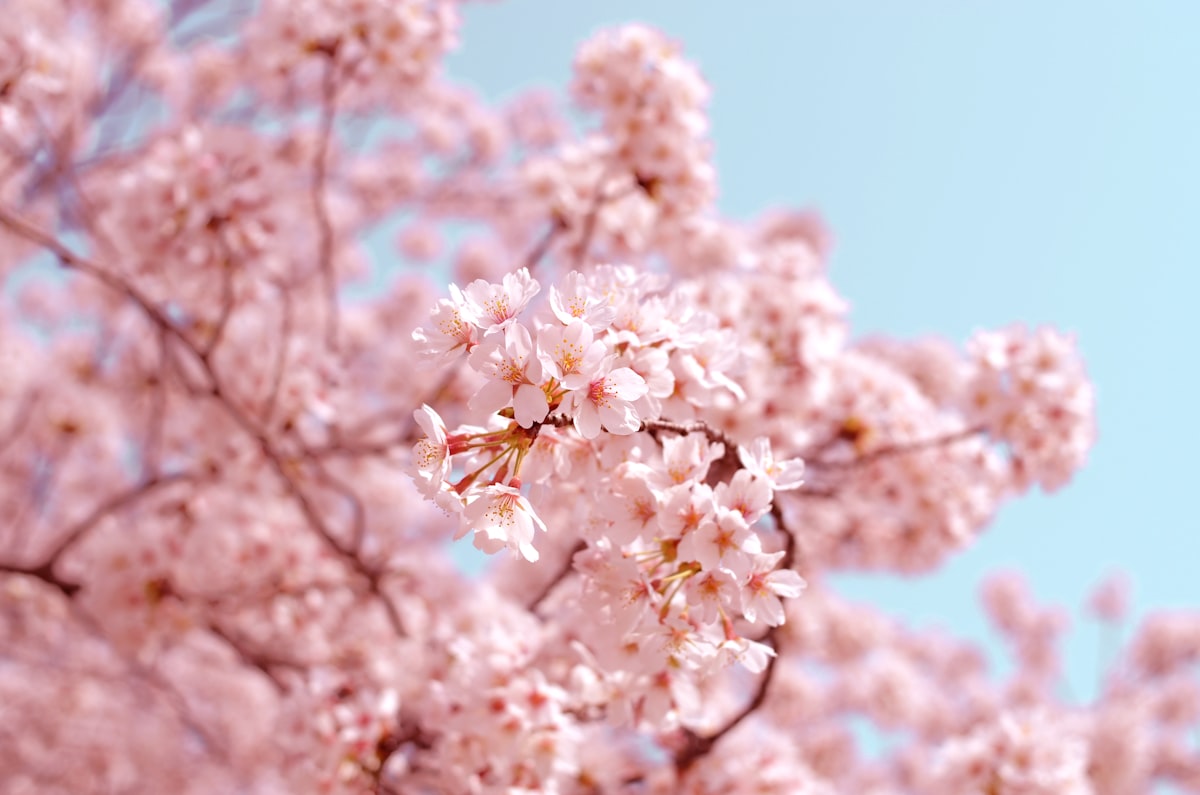 Pink cherry blossoms in full bloom against a clear blue sky